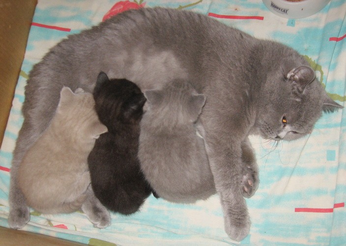 Сколько беременны британские кошки. Беременность кошки шотландской вислоухой. Беременные кошки Шотландские вислоухие. Беременность британской кошки.